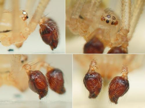Heterotheridion nigrovariegatum